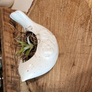 Air Plant in Ceramic Bird